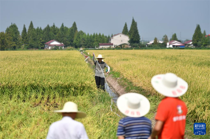 Uvunaji wa msimu wa kwanza na upimaji mazao ya mpunga unaozalishwa kwa kujirudia tena kwenye shamba linalojiendesha bila binadamu huko Yiyang, Mkoani Hunan, China