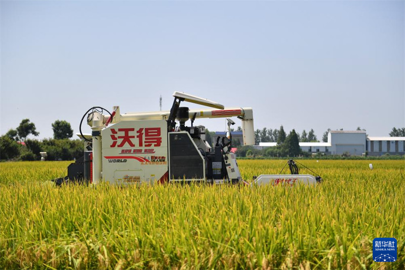 Uvunaji wa msimu wa kwanza na upimaji mazao ya mpunga unaozalishwa kwa kujirudia tena kwenye shamba linalojiendesha bila binadamu huko Yiyang, Mkoani Hunan, China