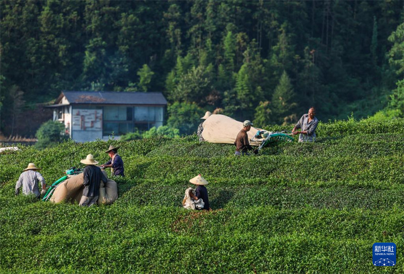 Chai ya majira ya joto yakaribisha mavuno mazuri  huko Jiande, Mkoa wa Zhejiang, China