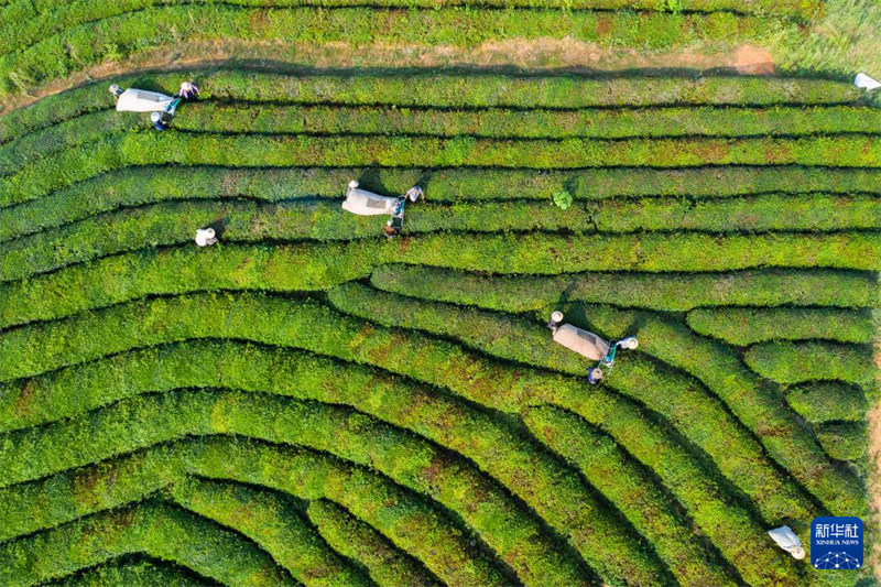 Chai ya majira ya joto yakaribisha mavuno mazuri  huko Jiande, Mkoa wa Zhejiang, China