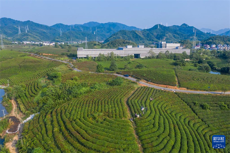 Chai ya majira ya joto yakaribisha mavuno mazuri  huko Jiande, Mkoa wa Zhejiang, China