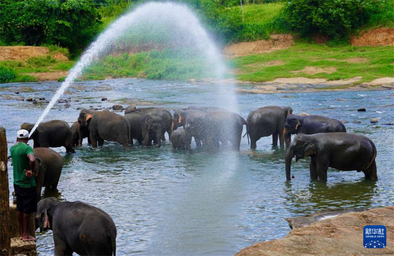 Watu Watembelea Kituo cha Tembo Yatima cha Sri Lanka