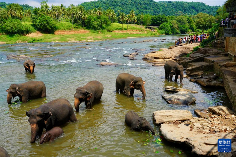Watu Watembelea Kituo cha Tembo Yatima cha Sri Lanka