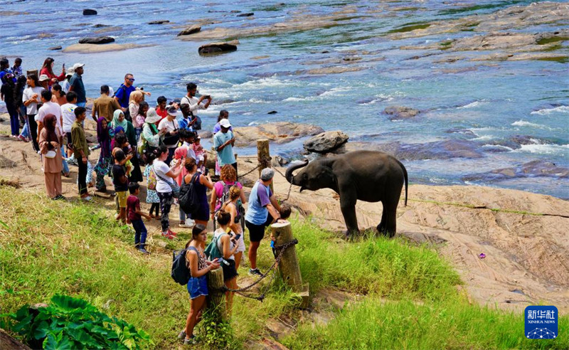 Watu Watembelea Kituo cha Tembo Yatima cha Sri Lanka