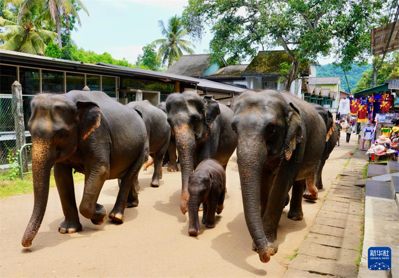 Watu Watembelea Kituo cha Tembo Yatima cha Sri Lanka