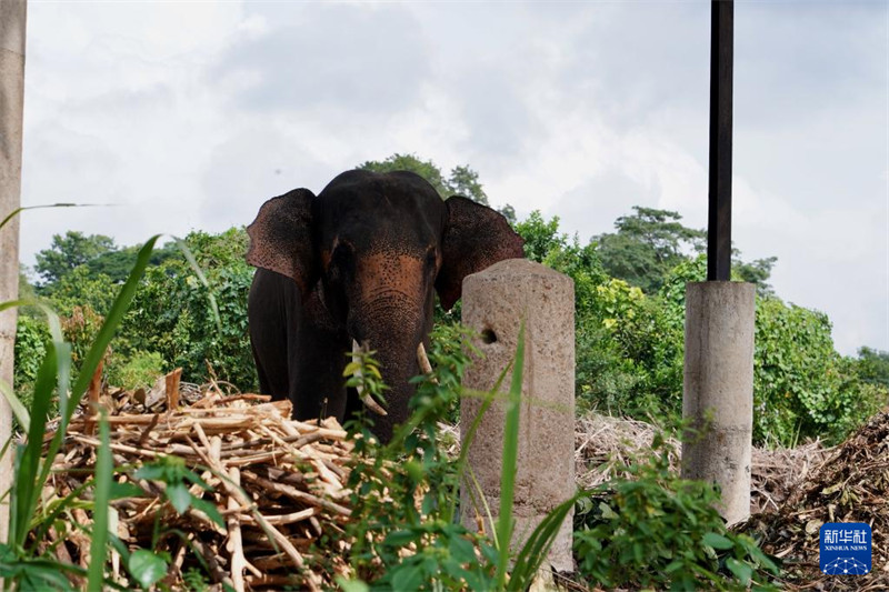 Watu Watembelea Kituo cha Tembo Yatima cha Sri Lanka