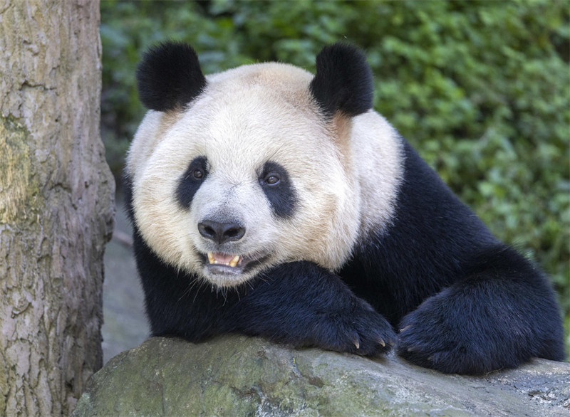 Panda waliokuwa wakila chakula kitamu, kucheza michezo na kufurahia kupoa kwa joto la majira ya joto, wamevutia watalii wengi kutembelea, katika Msingi wa Mlima Qingcheng wa Kituo cha Uhifadhi na Utafiti wa Panda cha China huko Dujiangyan, Mji wa Chengdu, Mkoa wa Sichuan, China, Agosti 11, 2024. (Tovuti ya Gazeti la Umma/Chen Xianlin)