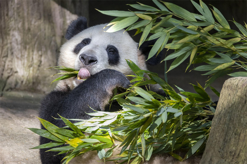 Panda Wafurahia Hali ya Kupoa Joto la Majira ya Joto katika Mji wa Dujiangyan, Mkoa wa Sichuan, China