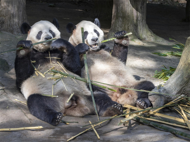 Panda Wafurahia Hali ya Kupoa Joto la Majira ya Joto katika Mji wa Dujiangyan, Mkoa wa Sichuan, China