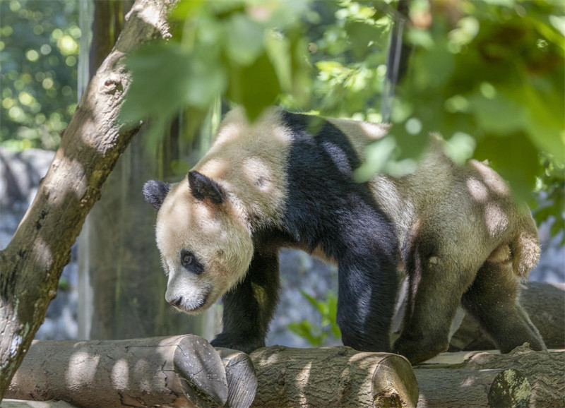 Panda Wafurahia Hali ya Kupoa Joto la Majira ya Joto katika Mji wa Dujiangyan, Mkoa wa Sichuan, China