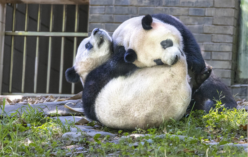 Panda Wafurahia Hali ya Kupoa Joto la Majira ya Joto katika Mji wa Dujiangyan, Mkoa wa Sichuan, China