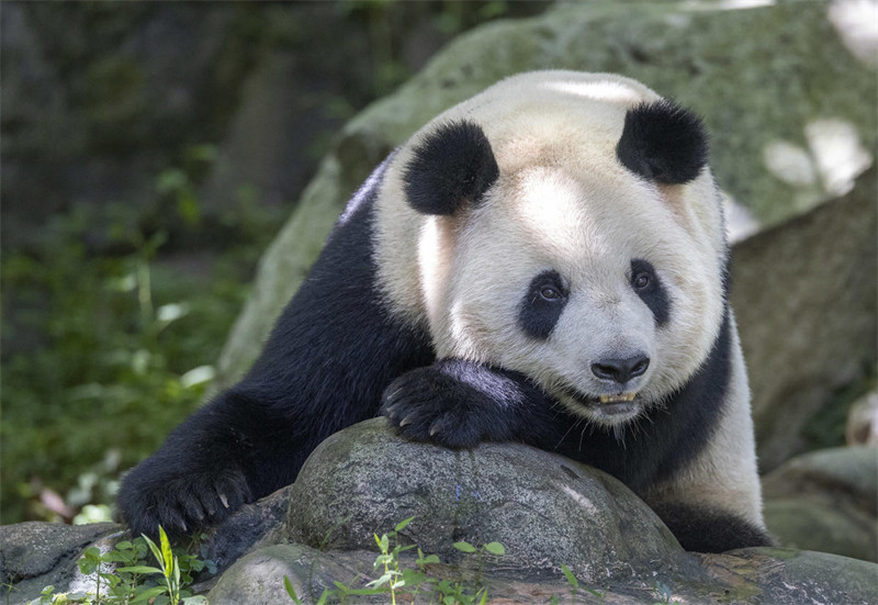 Panda Wafurahia Hali ya Kupoa Joto la Majira ya Joto katika Mji wa Dujiangyan, Mkoa wa Sichuan, China
