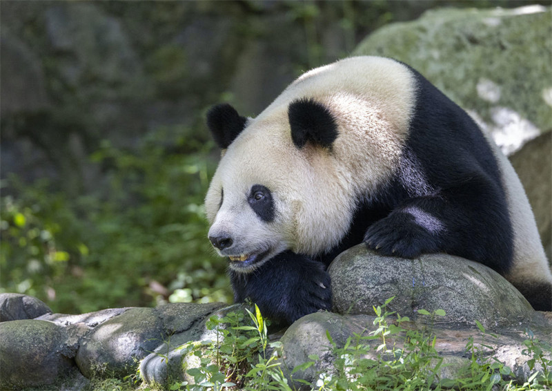 Panda Wafurahia Hali ya Kupoa Joto la Majira ya Joto katika Mji wa Dujiangyan, Mkoa wa Sichuan, China