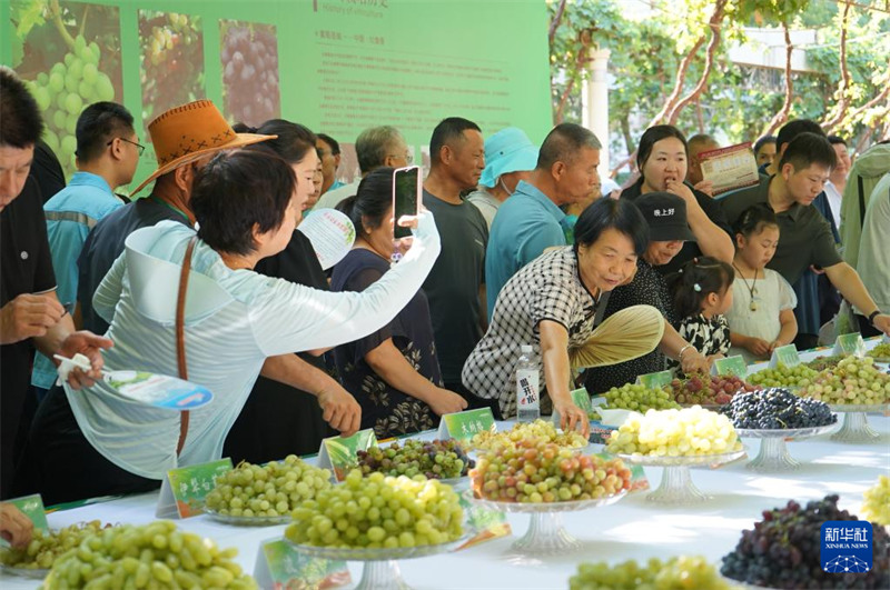 Watu wakionja zabibu kwenye soko la zabibu la Turpan, Agosti 17. (Xinhua/Jin Bowen)