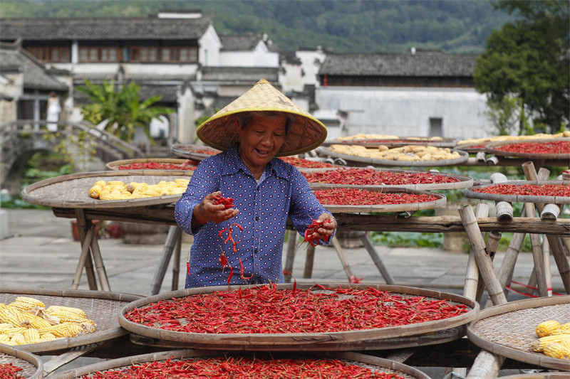 Wanakijiji wa Kijiji cha Kale Waanika Mazao ya Kilimo Juani huko Huangshan, Mkoa wa Anhui, China