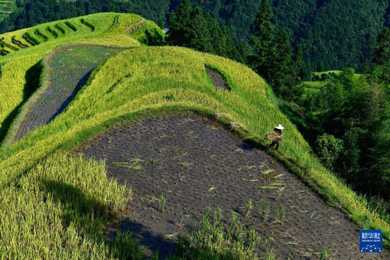 Mashamba kwenye Miteremko ya Mlima Yueliang yashuhudia pilika za wakulima kuvuna mpunga mkoani Guizhou, China