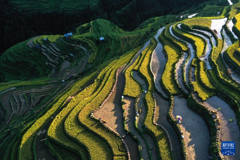 Mashamba kwenye Miteremko ya Mlima Yueliang yashuhudia pilika za wakulima kuvuna mpunga mkoani Guizhou, China