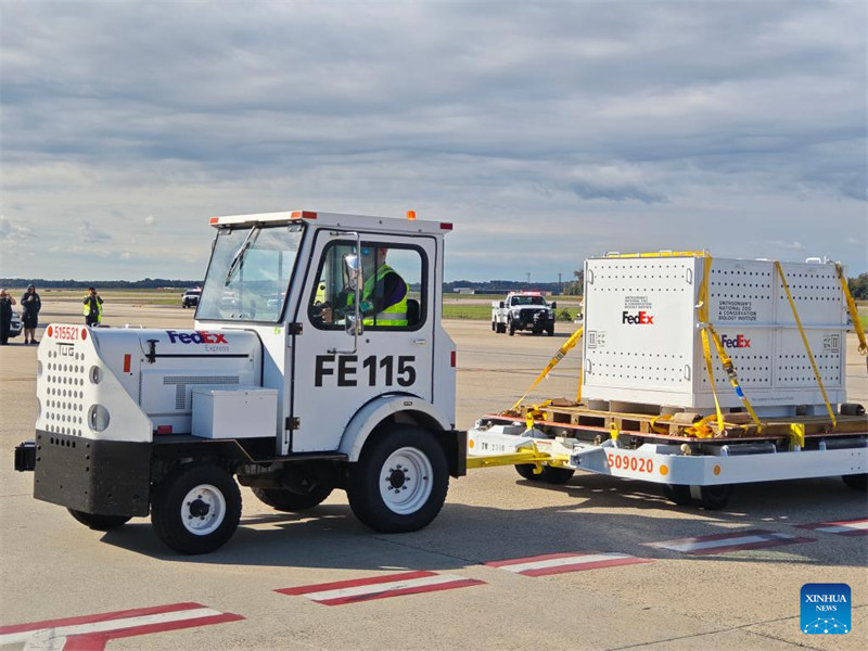Mfanyakazi akihamisha kreti maalum linalobeba panda mmoja kwenye Uwanja wa Ndege wa Kimataifa wa Dulles karibu na Washington, D.C., Marekani, Oktoba 15, 2024. (Picha na Yang Shuang/Xinhua)