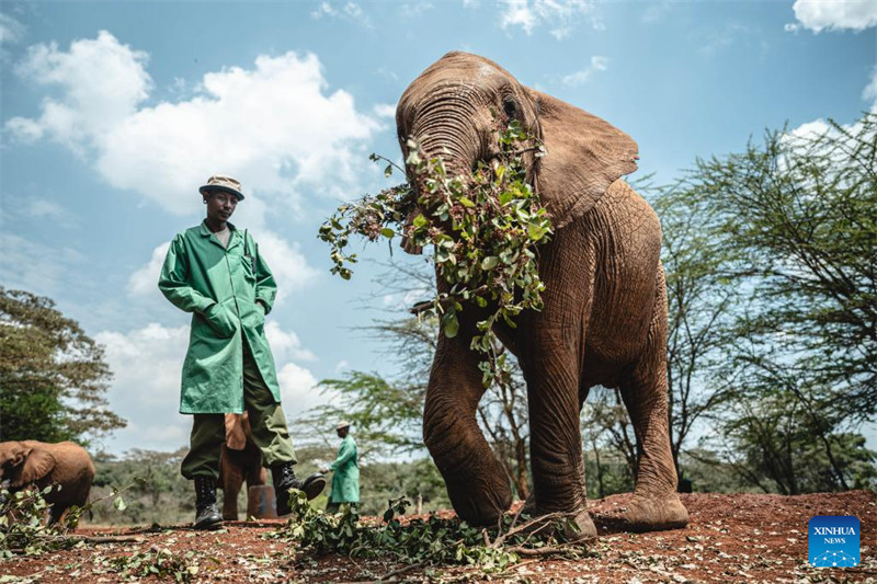 Tembo 
