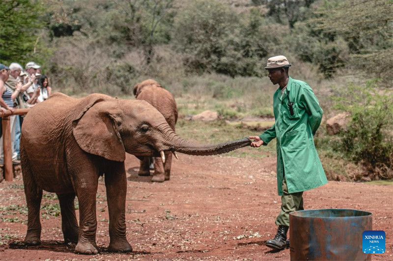 Tembo 