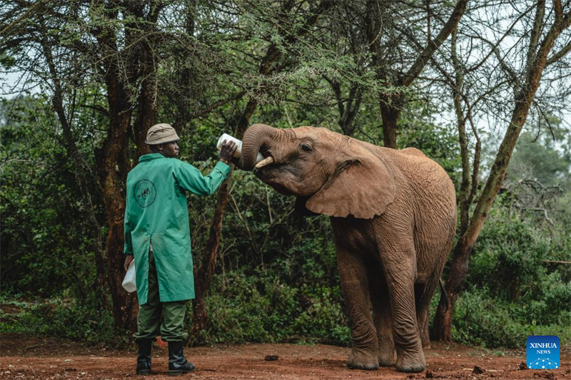 Tembo 