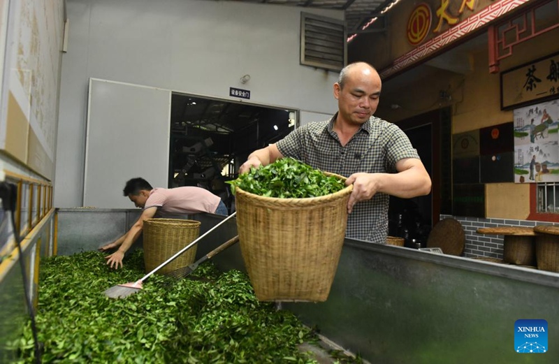 Utengenezaji na upandaji chai ya Liubao, waleta ustawi Mjini Wuzhou, Kusini mwa China