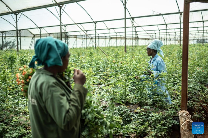 Kampuni ya maua ya Kenya yajaa matumaini kwa Maonesho ya Uagizaji Bidhaa ya China huku soko la China likivutia