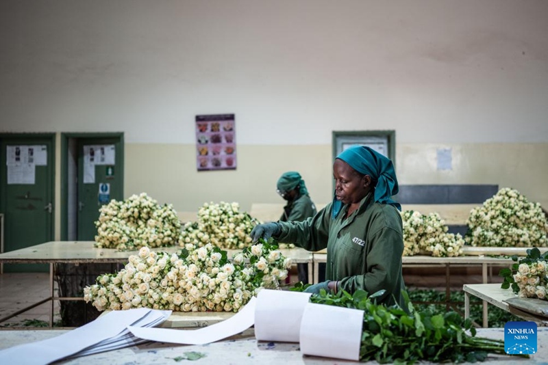 Kampuni ya maua ya Kenya yajaa matumaini kwa Maonesho ya Uagizaji Bidhaa ya China huku soko la China likivutia