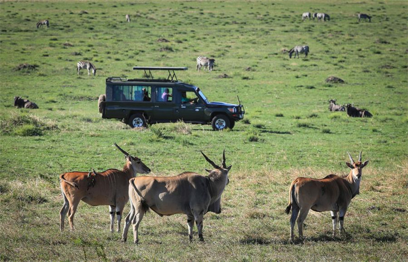 Gari la watalii likiendeshwa kwenye Hifadhi ya Kitaifa ya Masai Mara nchini Kenya Oktoba 12, 2024. (Xinhua/Han Xu)