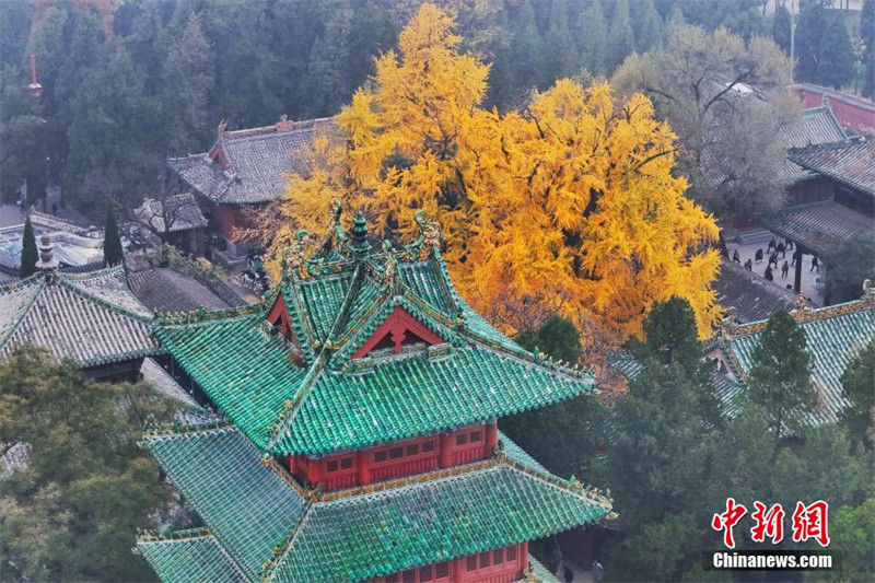 Mti wa ginkgo wa miaka elfu moja katika Hekalu la Shaolin 