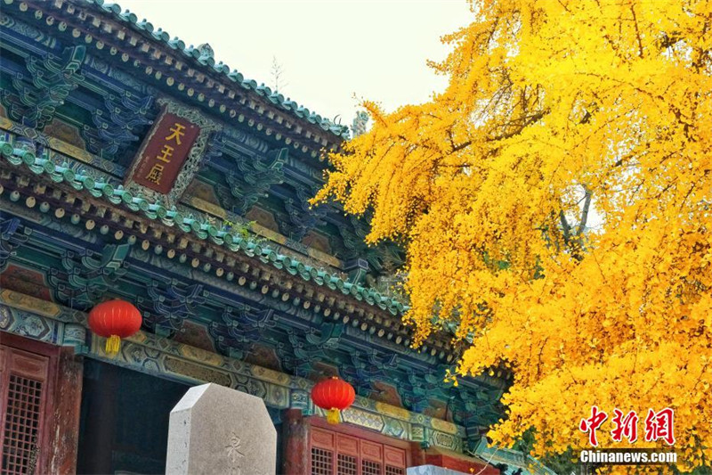 Mti wa ginkgo wa miaka elfu moja katika Hekalu la Shaolin 