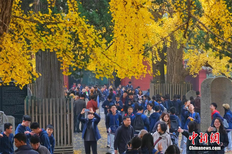 Watalii wakitazama miti ya ginkgo kwenye Hekalu la Shaolin, Songshan.