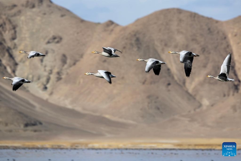 Ndege wakiruka juu ya Ziwa Banggong Co katika Wilaya ya Rutog, Eneo la Ngari, Mkoa wa Xizang, kusini magharibi mwa China, Novemba 16, 2024. (Picha na Jiang Fan/Xinhua)
