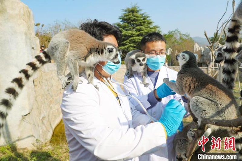 Wanyamapori wa Qingdao wapimwa afya kwa ajili ya majira ya baridi