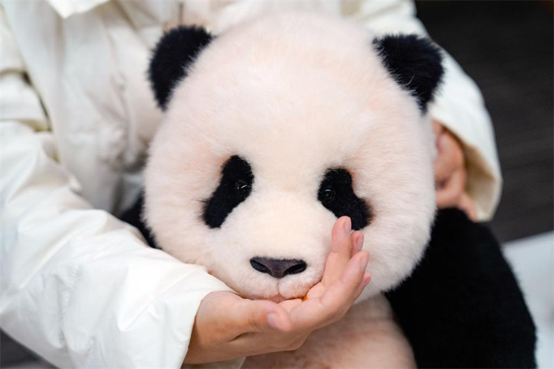 Mfanyakazi akionyesha mdoli uliotengenezwa kwa taswira ya panda kitoto cha miezi 6 "Fubao" kwenye makao makuu ya Kiwanda cha Panda mjini Chengdu, Mkoa wa Sichuan, kusini-magharibi mwa China, Novemba 20, 2024. (Xinhua/Shen Bohan)