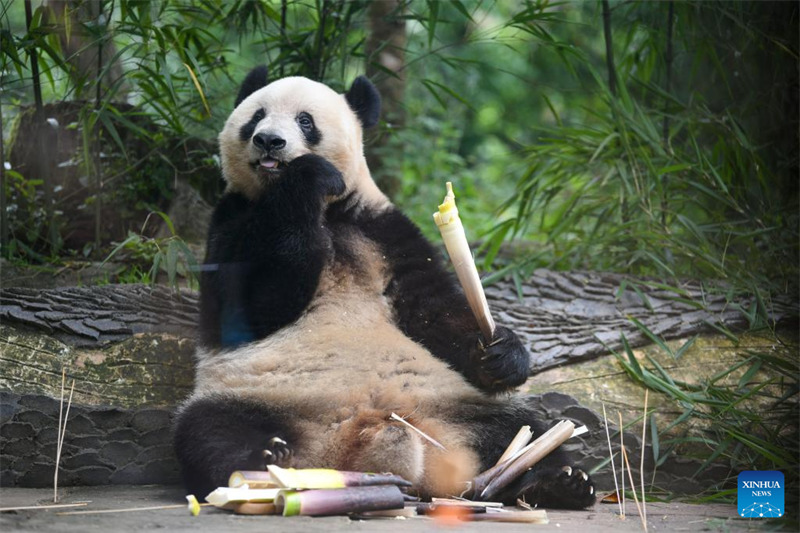 Panda Xiang Xiang akila machipukizi ya mianzi katika Makazi ya Panda ya Bifengxia ya Kituo cha Uhifadhi na Utafiti wa Panda wa China cha Mji wa Ya'an, Mkoa wa Sichuan, kusini-magharibi mwa China, Juni 12, 2024. Xiang Xiang, panda jike, alizaliwa katika Bustani ya Wanyama ya Ueno huko Tokyo, Japan Juni 12, 2017. (Xinhua/Xu Bingjie)