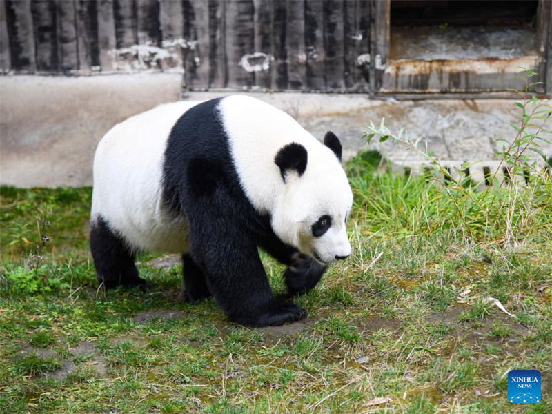 Hali ya maisha ya panda wazaliwa wa ng’ambo baada ya kurejea China