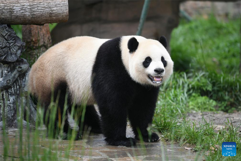 Hali ya maisha ya panda wazaliwa wa ng’ambo baada ya kurejea China
