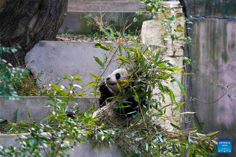 Hali ya maisha ya panda wazaliwa wa ng’ambo baada ya kurejea China