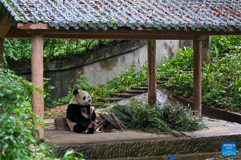 Hali ya maisha ya panda wazaliwa wa ng’ambo baada ya kurejea China
