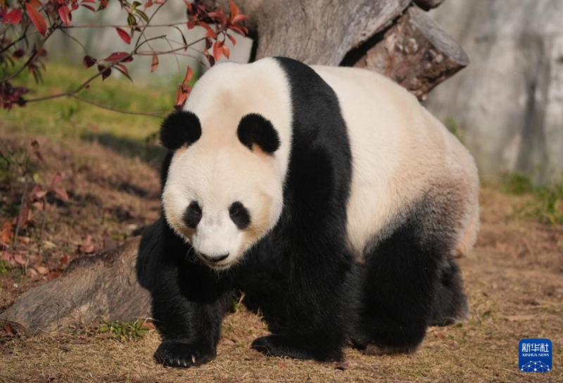 Panda wakiwa kwenye jua la joto vuguvugu la majira ya baridi huko Nanjing, China