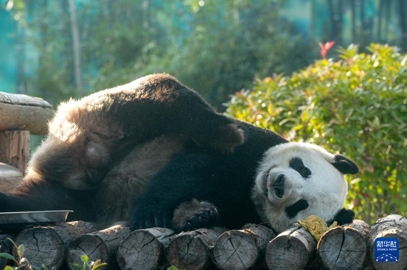 Panda wakiwa kwenye jua la joto vuguvugu la majira ya baridi huko Nanjing, China