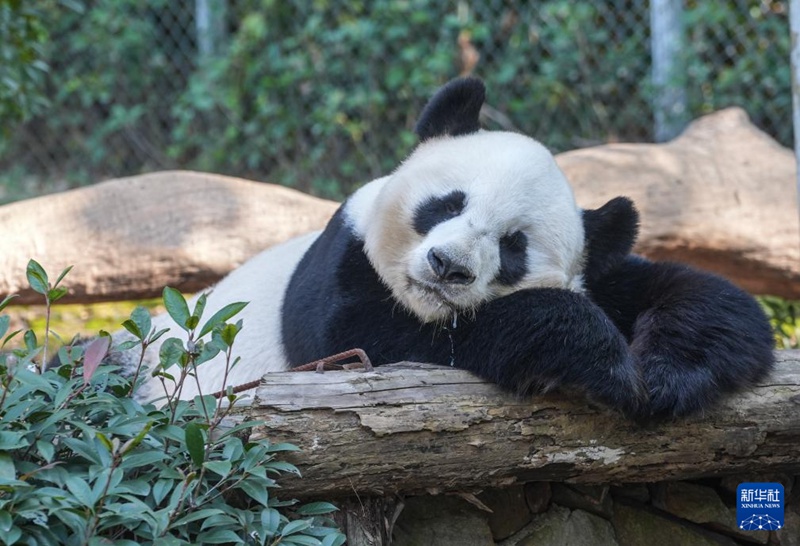 Panda wakiwa kwenye jua la joto vuguvugu la majira ya baridi huko Nanjing, China