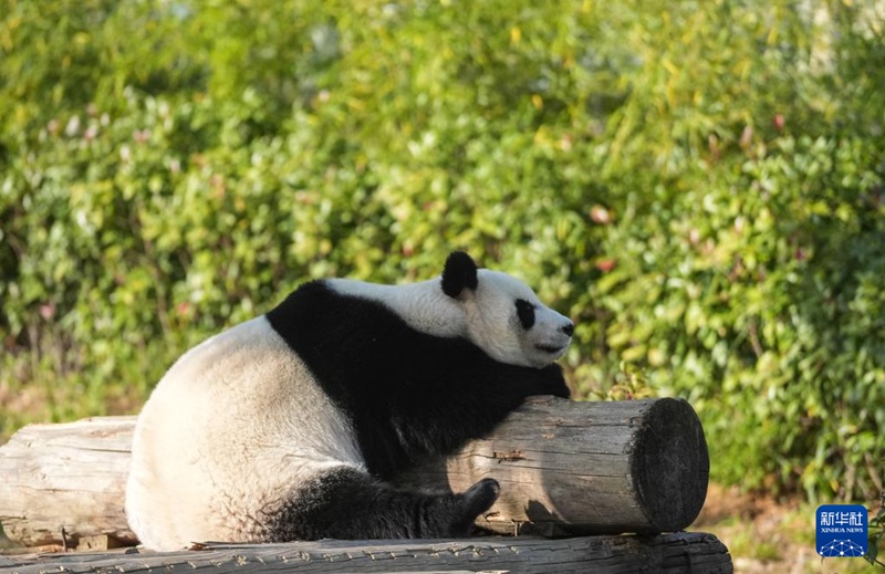 Panda wakiwa kwenye jua la joto vuguvugu la majira ya baridi huko Nanjing, China