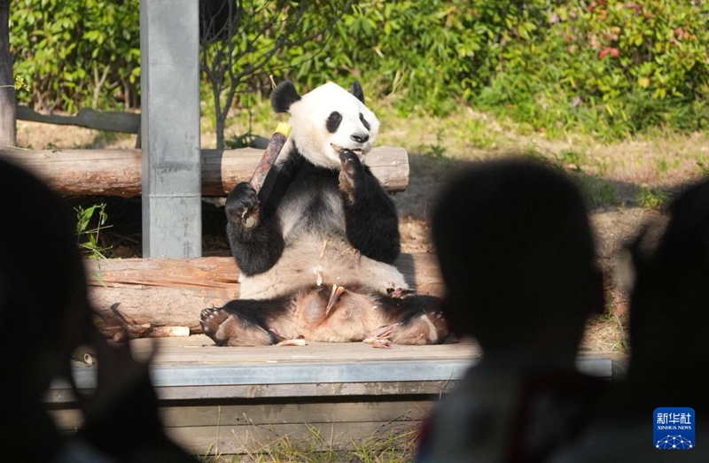 Panda wakiwa kwenye jua la joto vuguvugu la majira ya baridi huko Nanjing, China