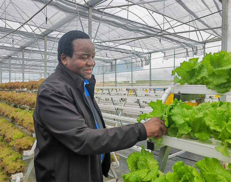 Grasiano Nyaguse, Konsuli wa Ubalozi wa Jamhuri ya Zimbabwe nchini China, akitembelea banda la kilimo cha kisasa cha kupanda mimea bila udongo la Kampuni ya Kilimo cha Kisasa ya Guizhou Aerospace mjini Guiyang, Mkoani Guizhou, kusini-magharibi mwa China, Juni 4, 2024. (Xinhua/Wu Si)