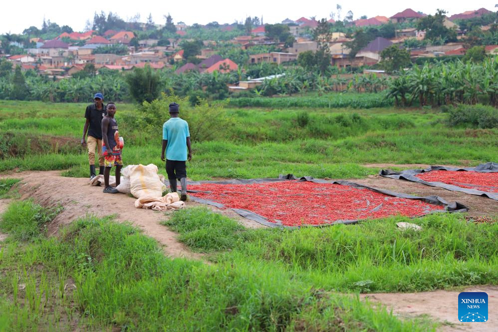 Mkulima wa pilipili wa Rwanda akifanyia mageuzi kilimo kwa utaalamu, maono na biashara ya China