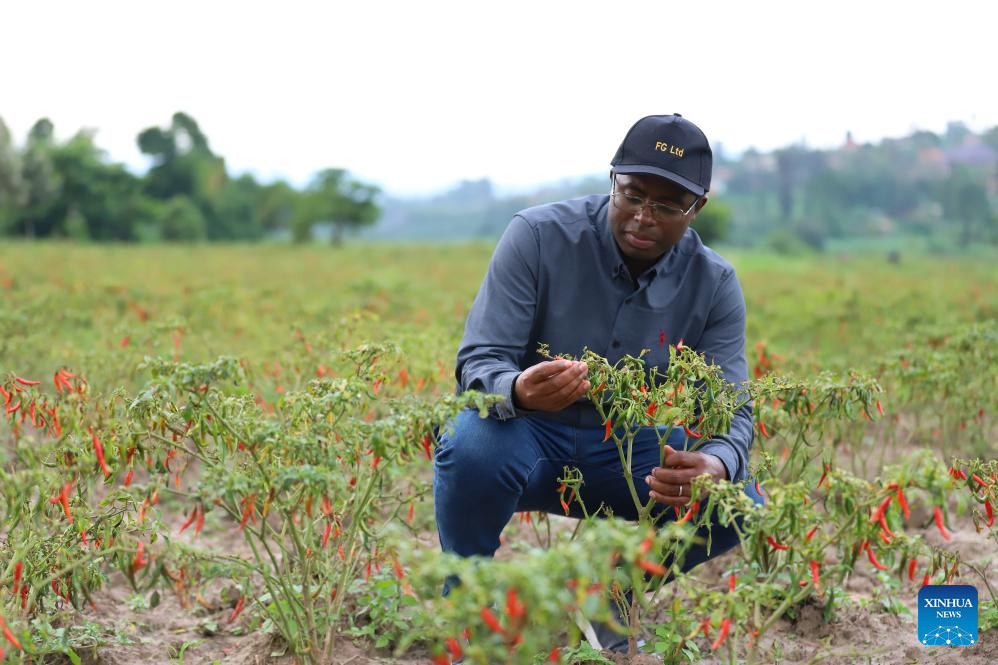 Mkulima wa pilipili wa Rwanda akifanyia mageuzi kilimo kwa utaalamu, maono na biashara ya China