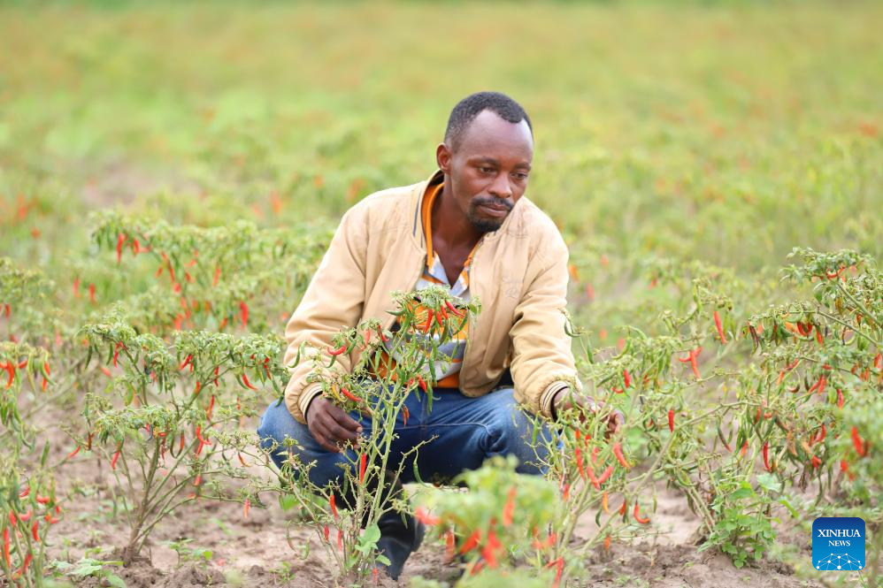 Mkulima wa pilipili wa Rwanda akifanyia mageuzi kilimo kwa utaalamu, maono na biashara ya China