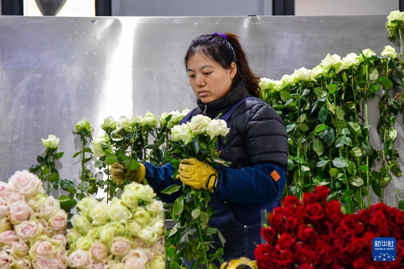 Mfanyakazi akichambua maua freshi ya waridi yaliyokatwa punde, Desemba 10. (Picha na Zhu Zheng/ Xinhua)